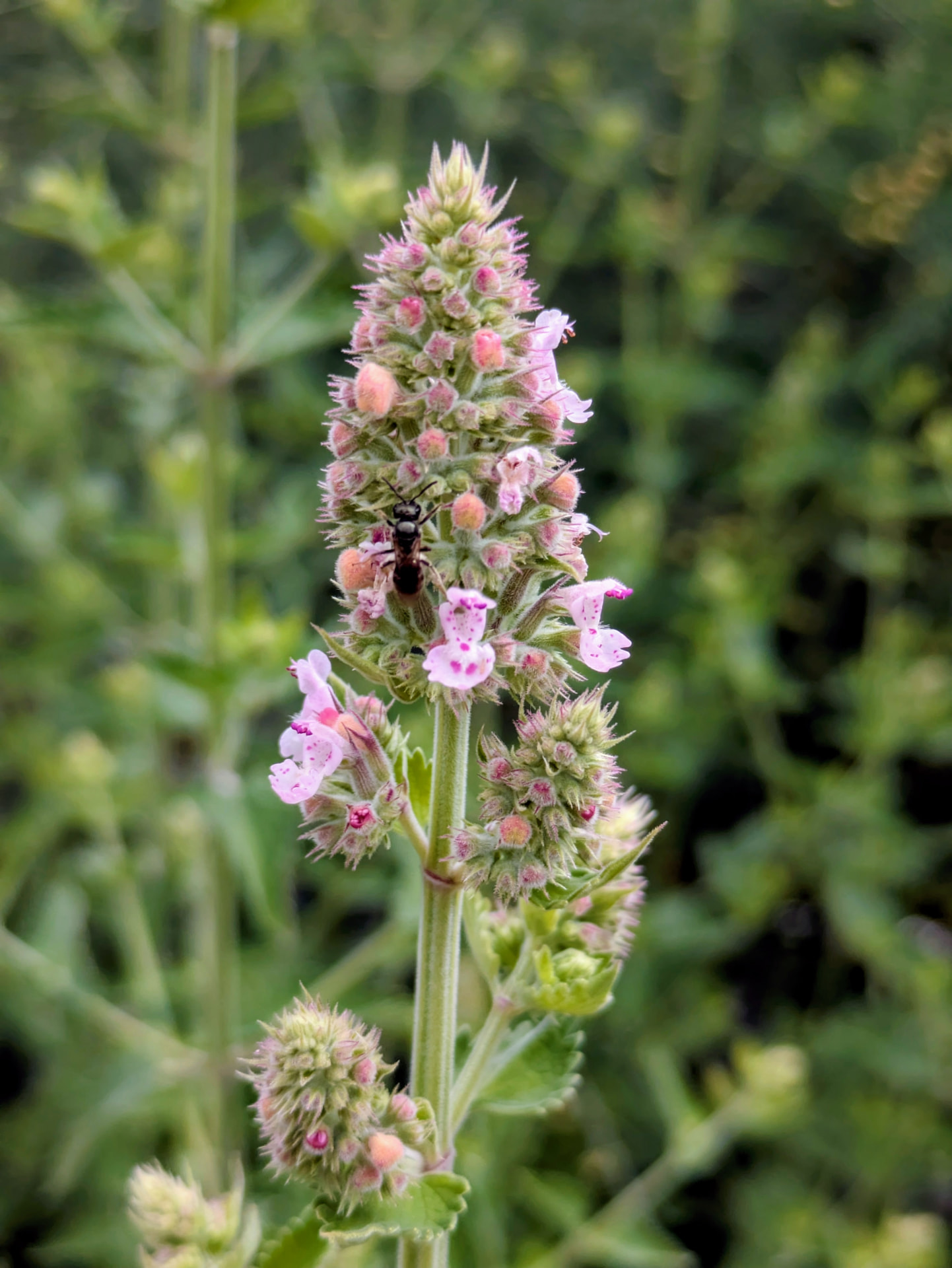 A native bee working a pink catnip bloom in the farm garden