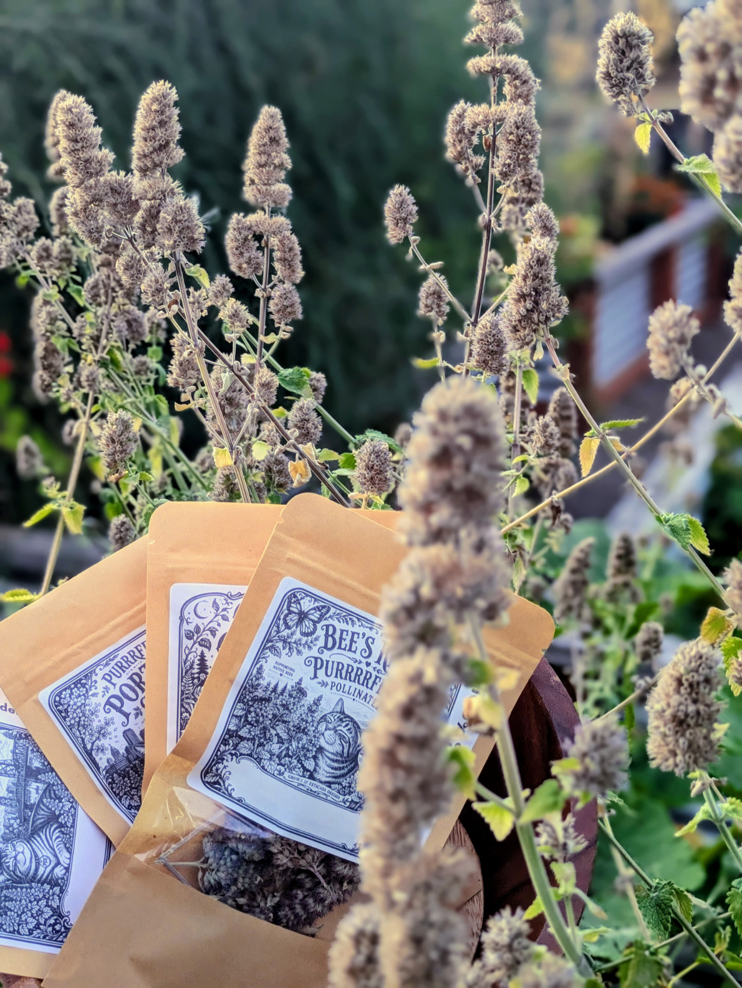 Catnip packets tucked among flowering catnip in the farmstead garden